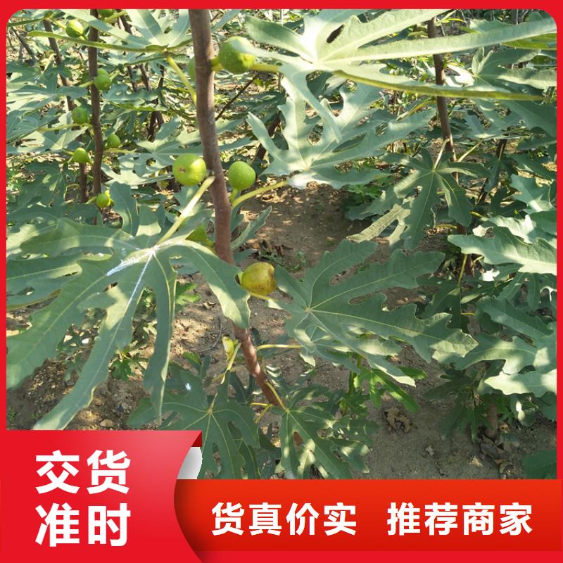 【无花果梨树苗敢与同行比质量】