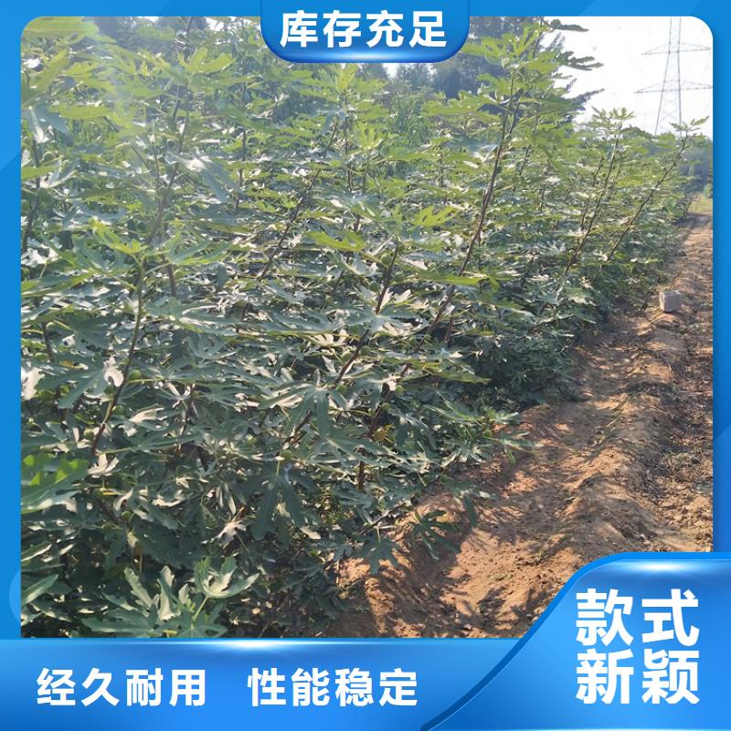 【无花果樱桃苗好品质选我们】