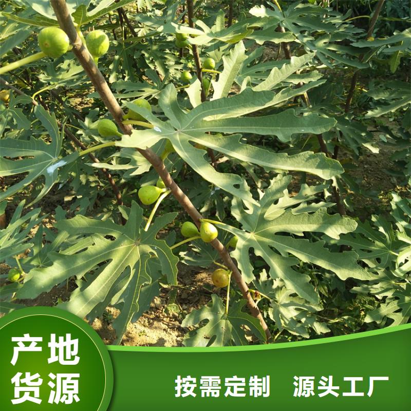 无花果,桃树苗当日价格