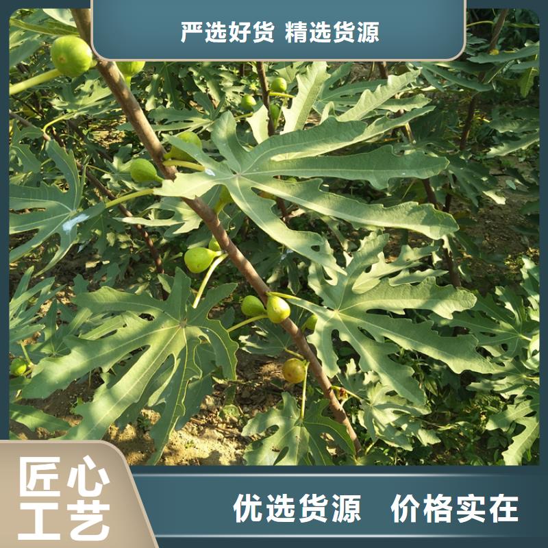 【无花果梨树苗敢与同行比质量】