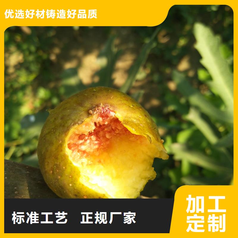 无花果樱桃苗种类多质量好