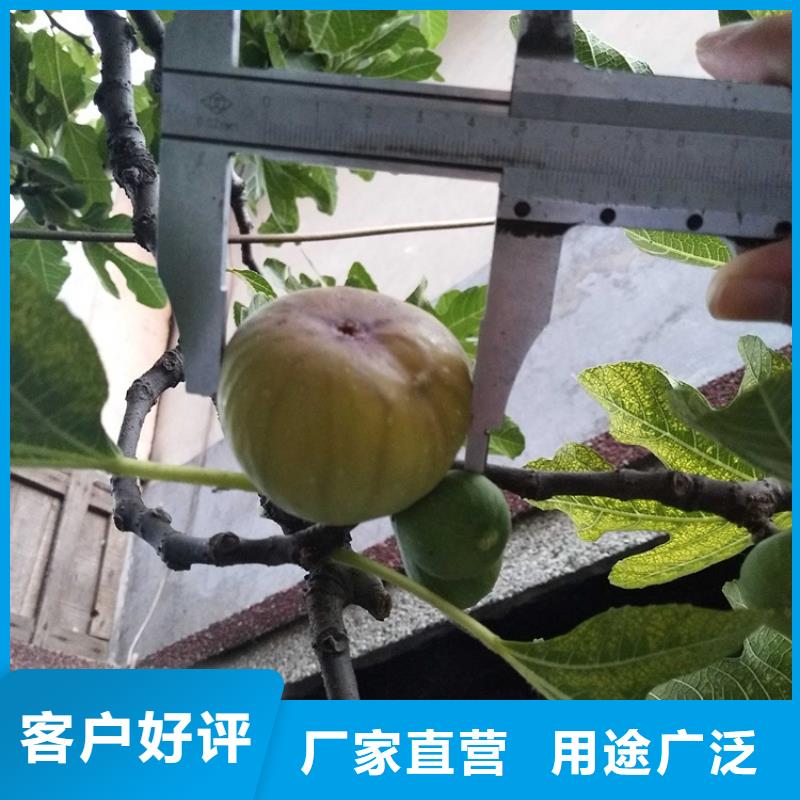 西瓜番石榴苗视频-西瓜番石榴苗|秦皇岛市|抚宁|昌黎|张家口|沧州|保定|衡水|唐山|石家庄|廊坊
