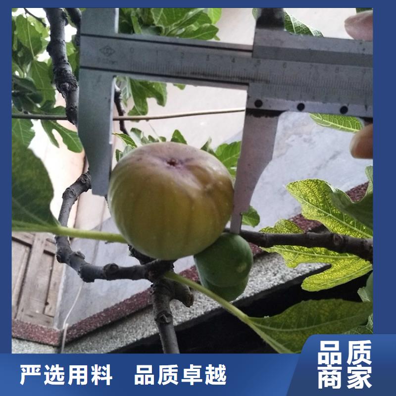 无花果西瓜苗质量不佳尽管来找我