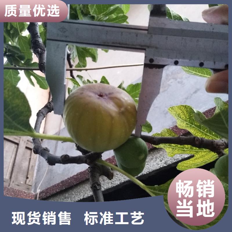 无花果【桃树苗】厂家直销规格多样