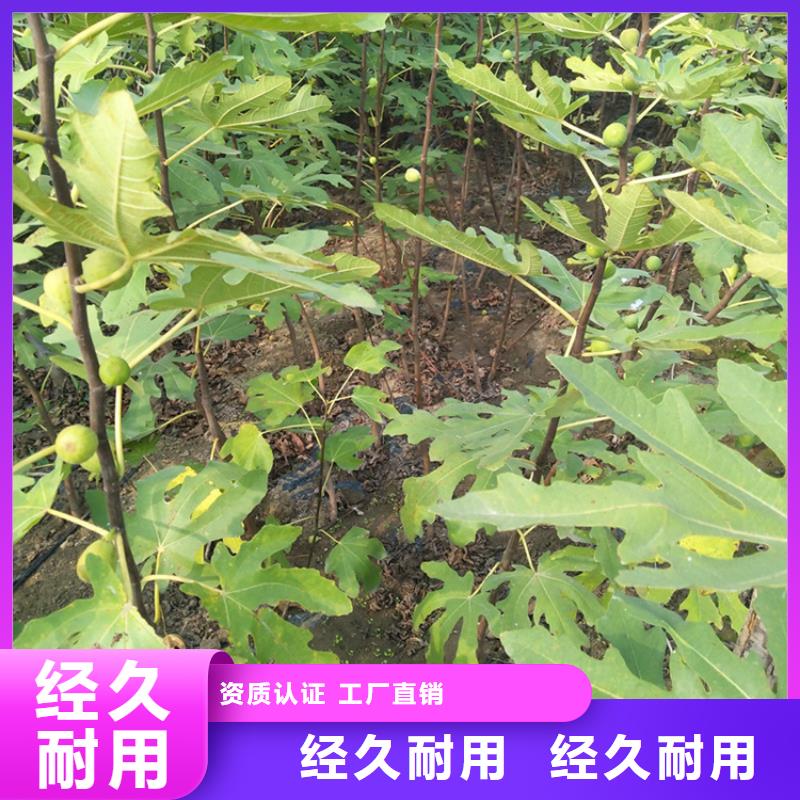 【无花果】3公分软籽石榴苗源头工厂