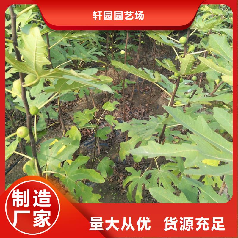 无花果石榴苗定制定做