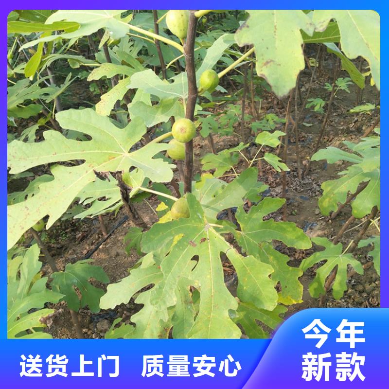 【无花果梨树苗敢与同行比质量】