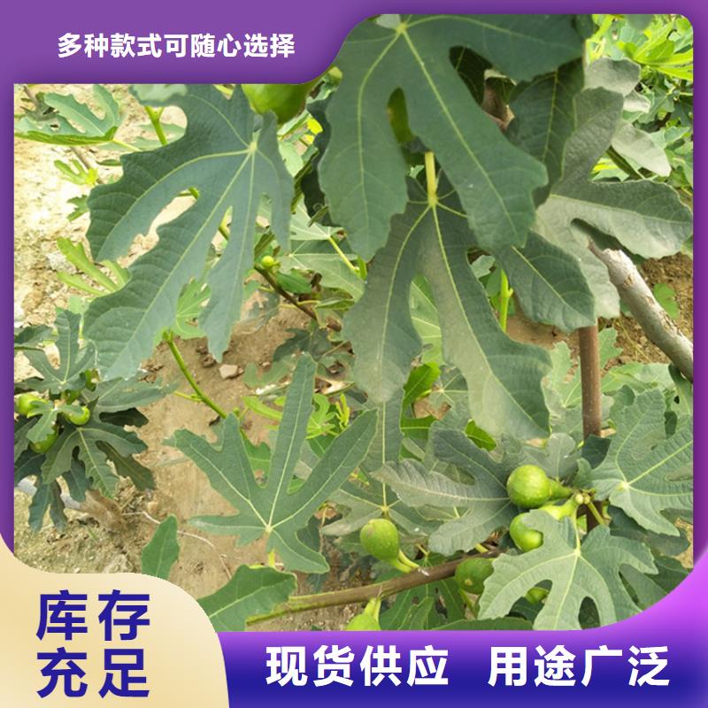 【无花果樱桃苗性价比高】