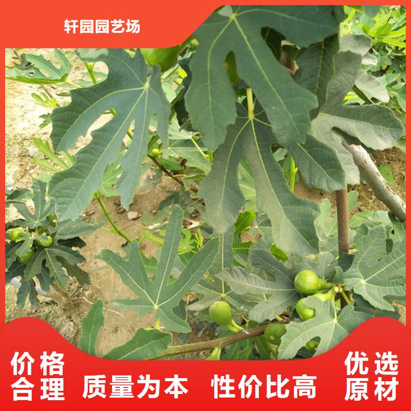 无花果-蓝莓苗大品牌值得信赖