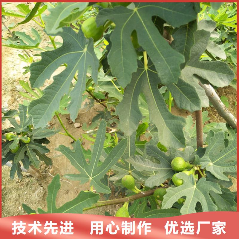 【无花果_3公分石榴苗自有厂家】