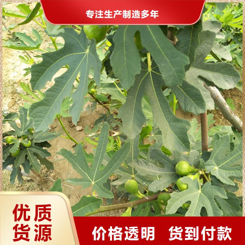 无花果桃树苗货源直销