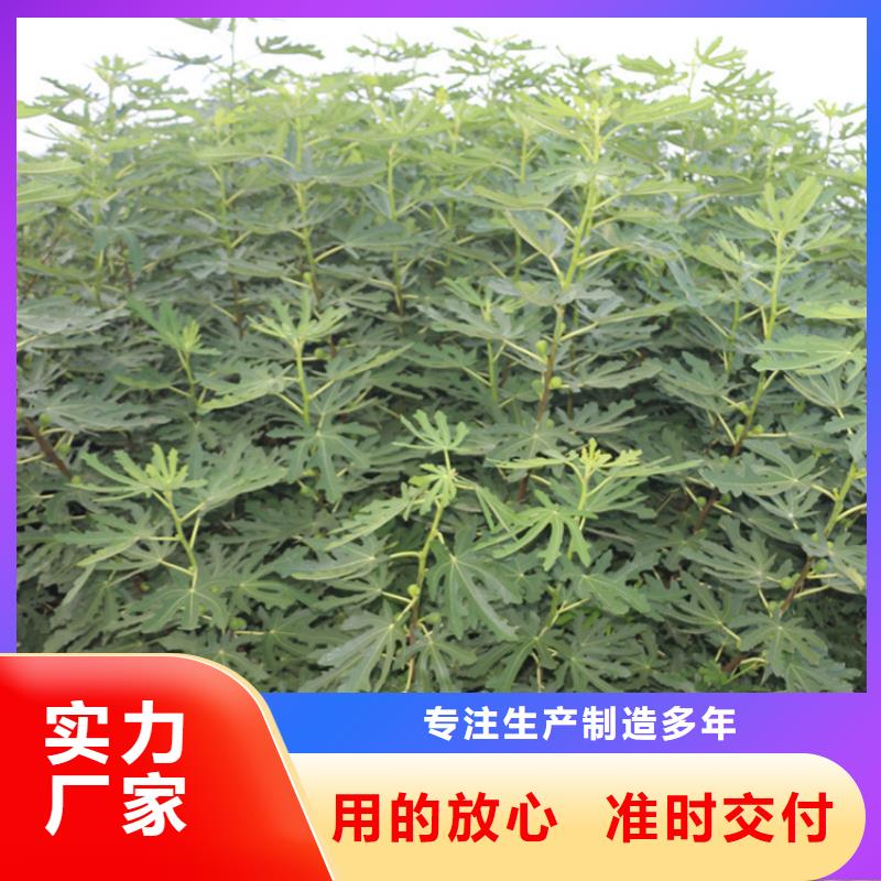 【无花果梨树苗真实拍摄品质可靠】