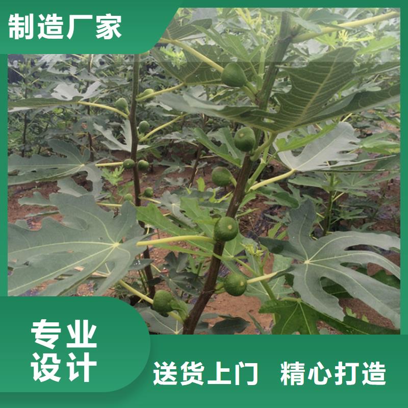 无花果北美冬青值得买