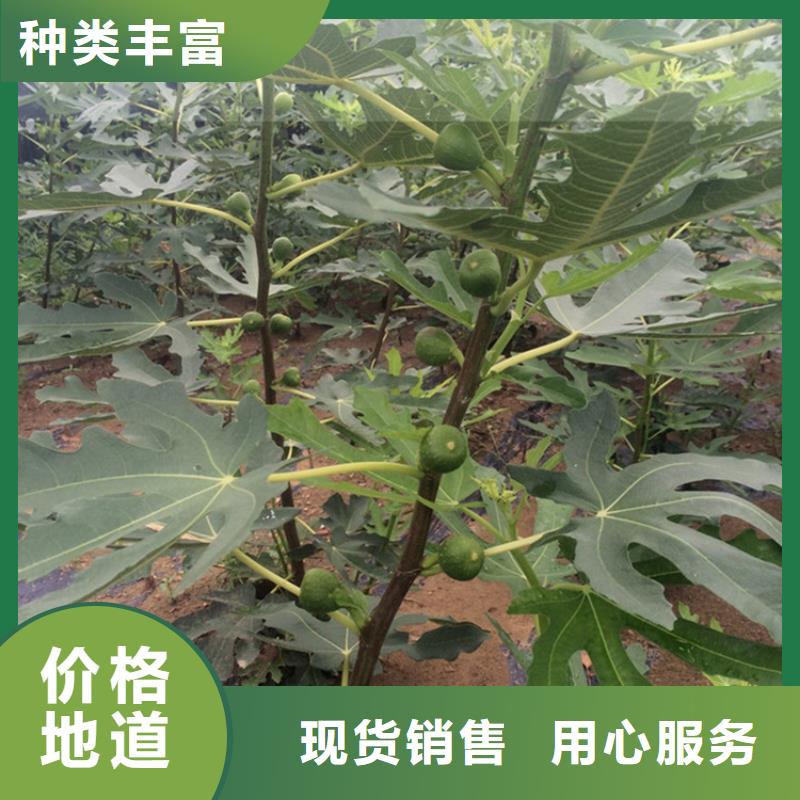 无花果无花果苗加工定制