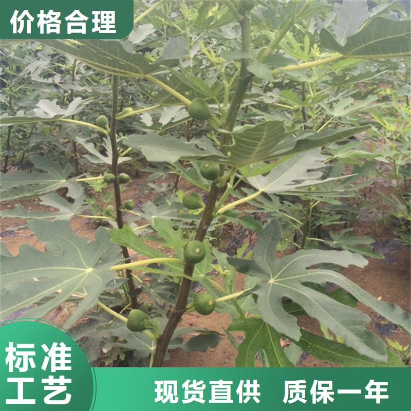 无花果无花果苗加工定制