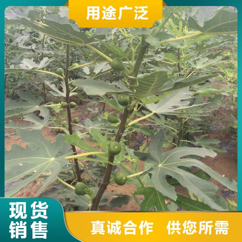 无花果【樱桃苗】对质量负责