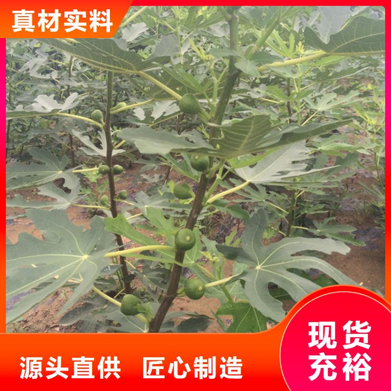 无花果樱桃苗为您精心挑选