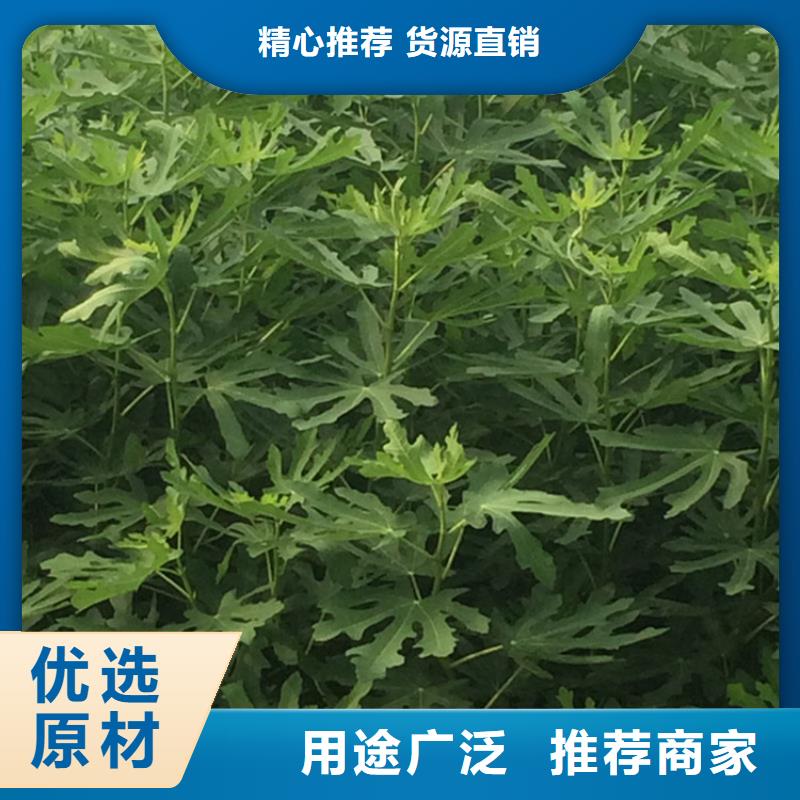 无花果北美冬青货品齐全