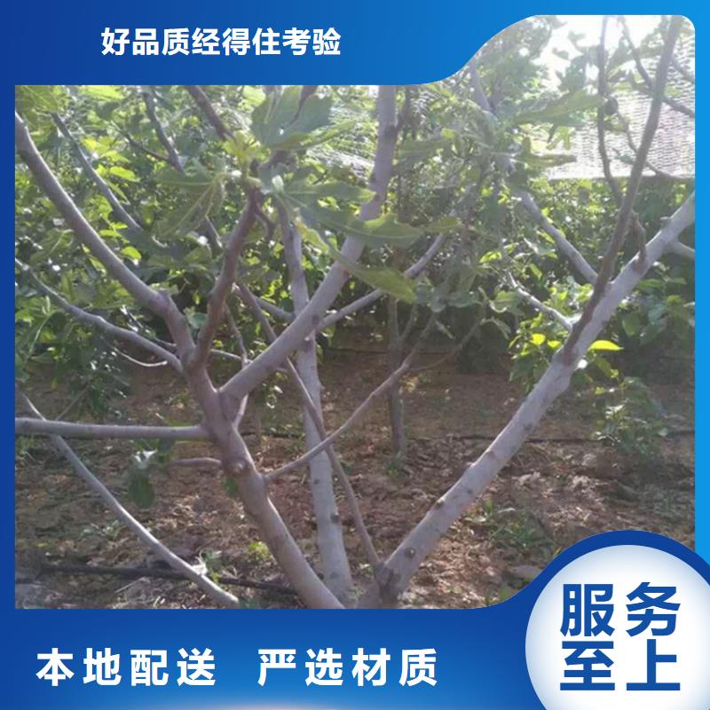 无花果西瓜苗快捷物流