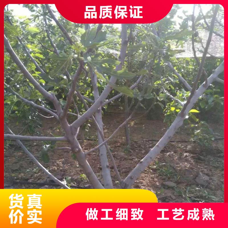 无花果桃树苗发货迅速