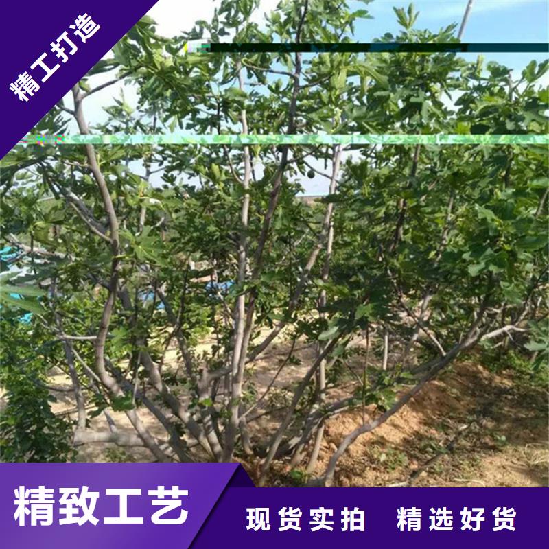 无花果樱桃苗分类和特点