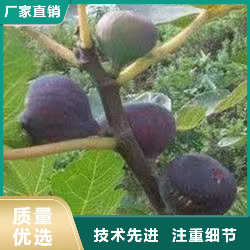 无花果梨树苗层层质检