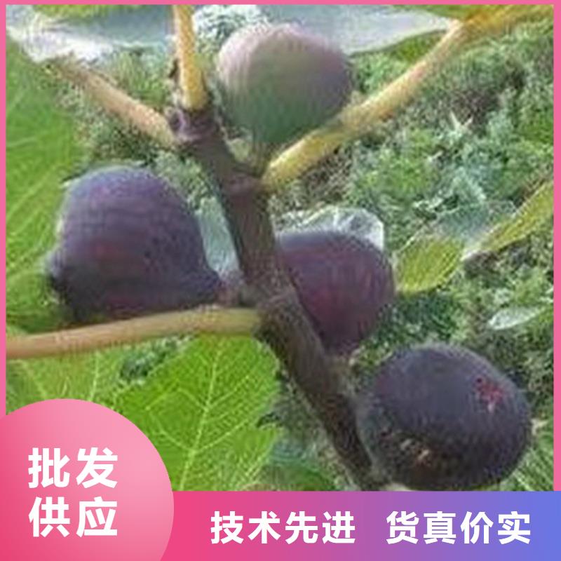 【无花果梨树苗敢与同行比质量】