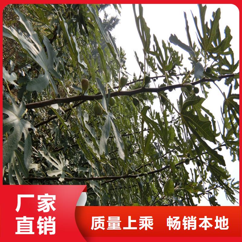 无花果北美冬青货品齐全