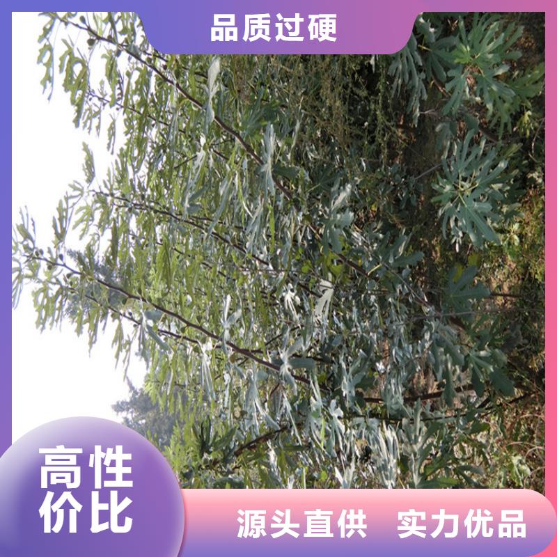 无花果桃树苗品质优良