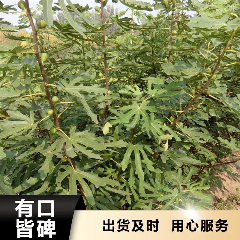 无花果_樱桃苗N年生产经验