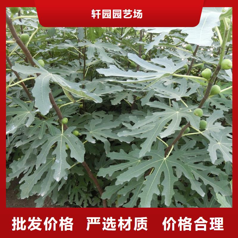 无花果樱桃苗实拍展现