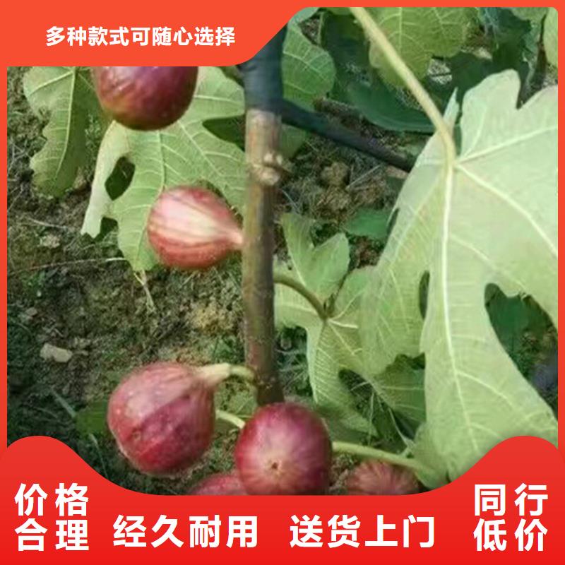 无花果_樱桃苗N年生产经验