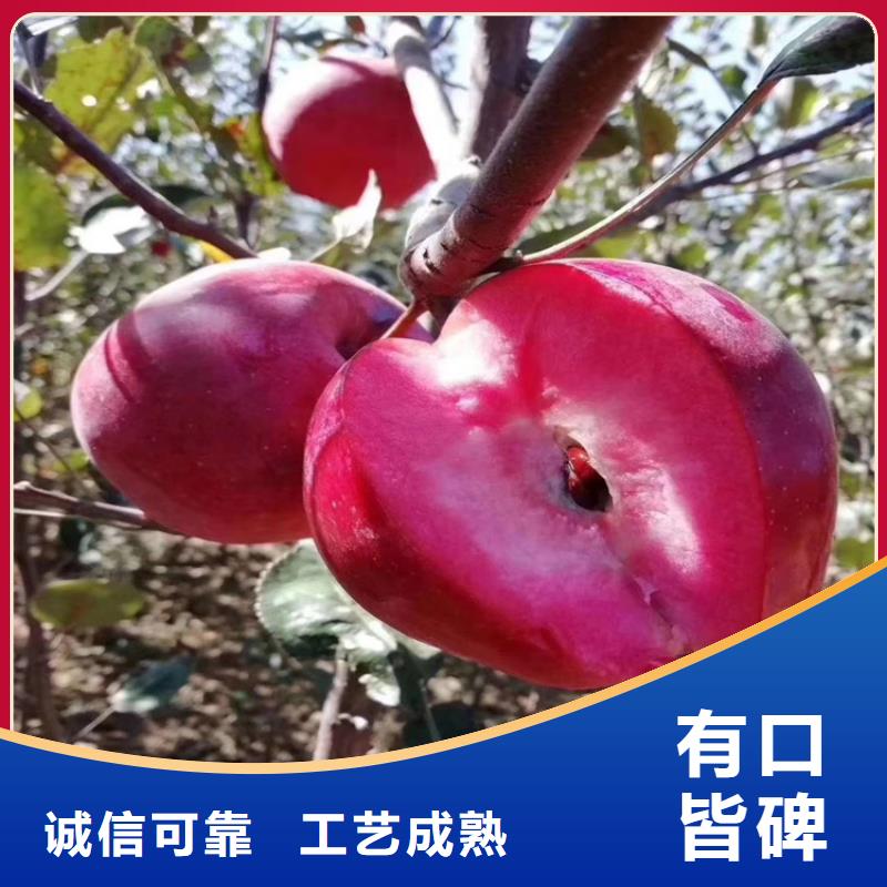 苹果_无花果苗工期短发货快