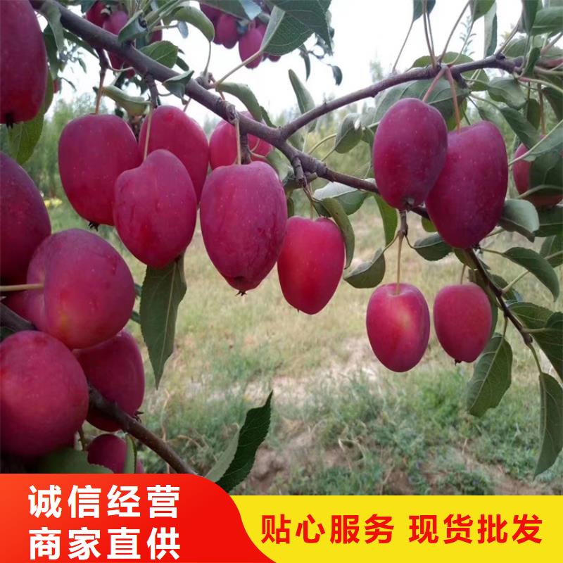 苹果石榴苗选择大厂家省事省心