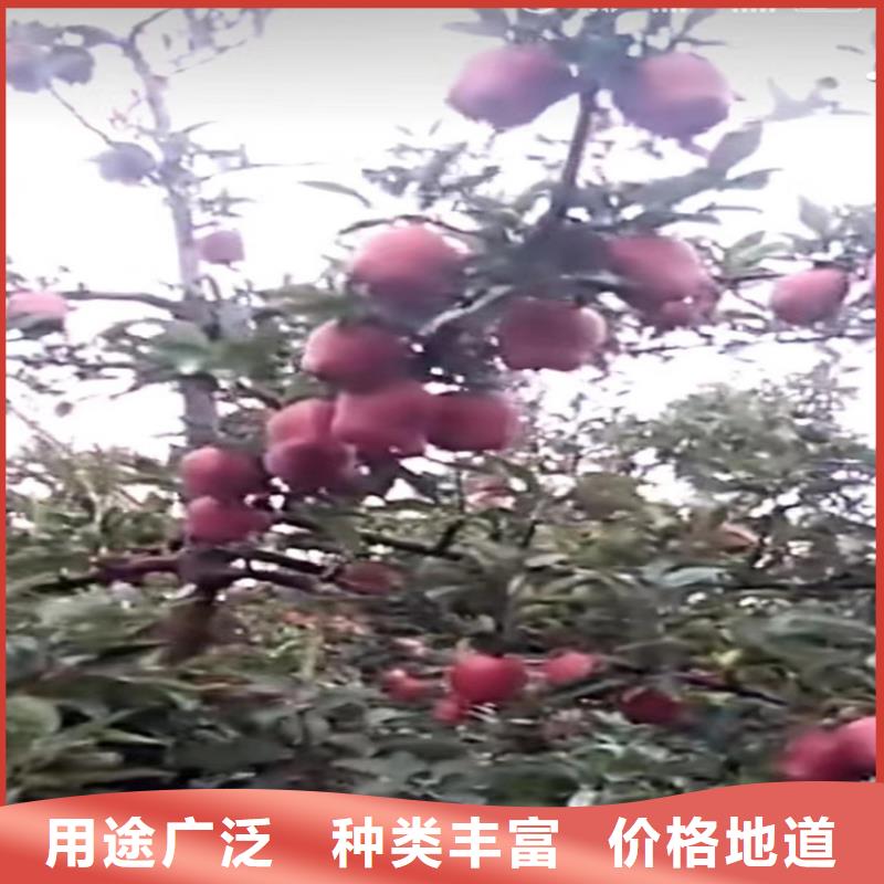 【苹果樱桃苗用心制造】