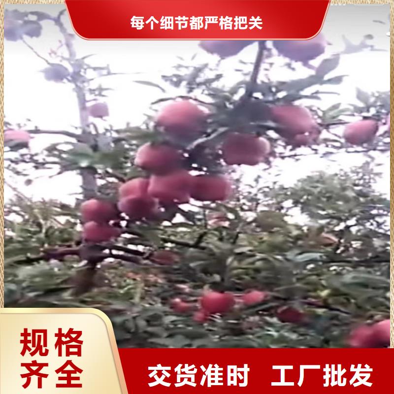 苹果_蓝莓苗厂家直接面向客户