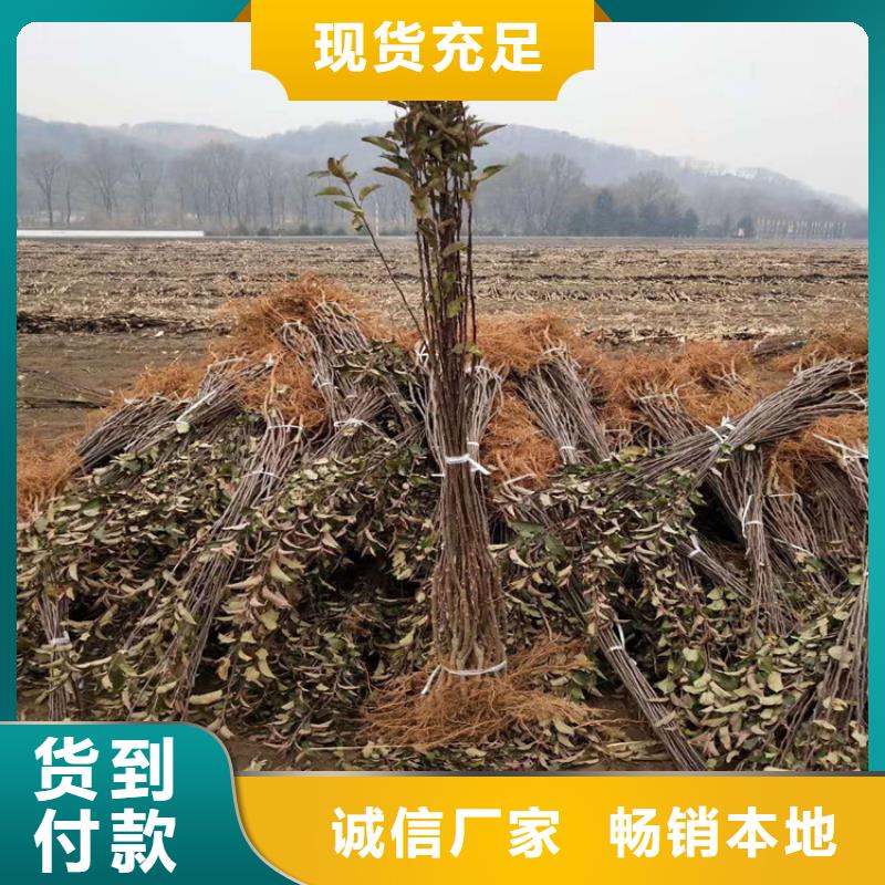 苹果花椒苗实力优品