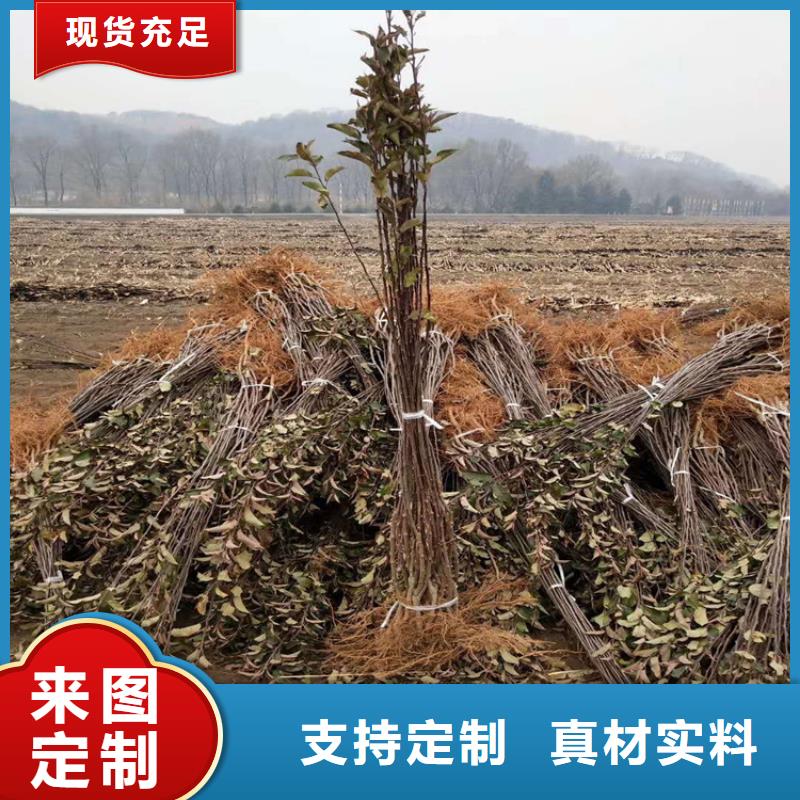 苹果【苹果苗】一站式服务