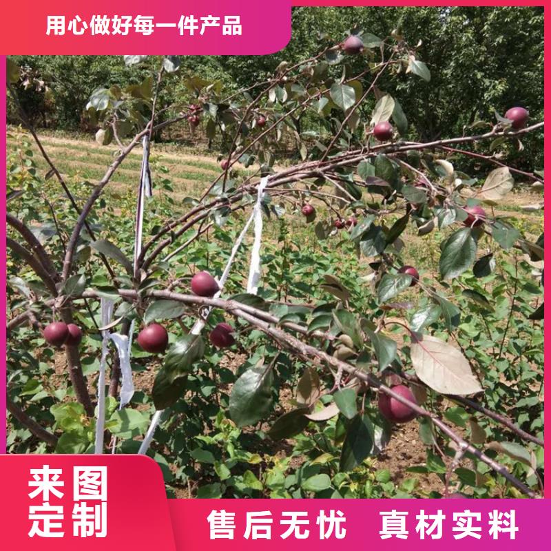 苹果梨树苗市场行情