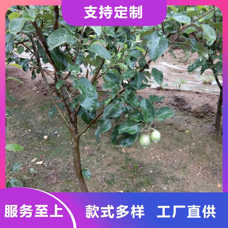 西瓜番石榴苗视频-西瓜番石榴苗|安康市|白河|岚皋|咸阳|宝鸡|铜川|延安|西安|商洛|汉中