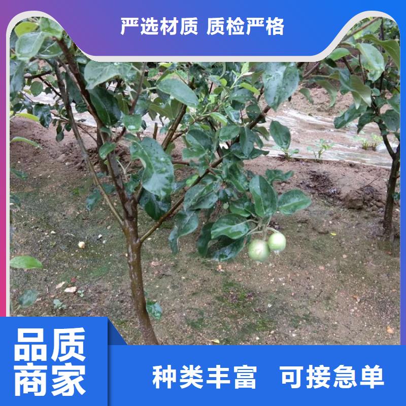 苹果【樱桃苗】量大从优