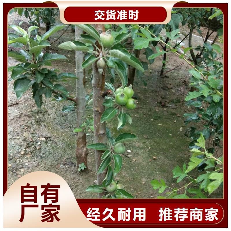 苹果板栗苗免费询价