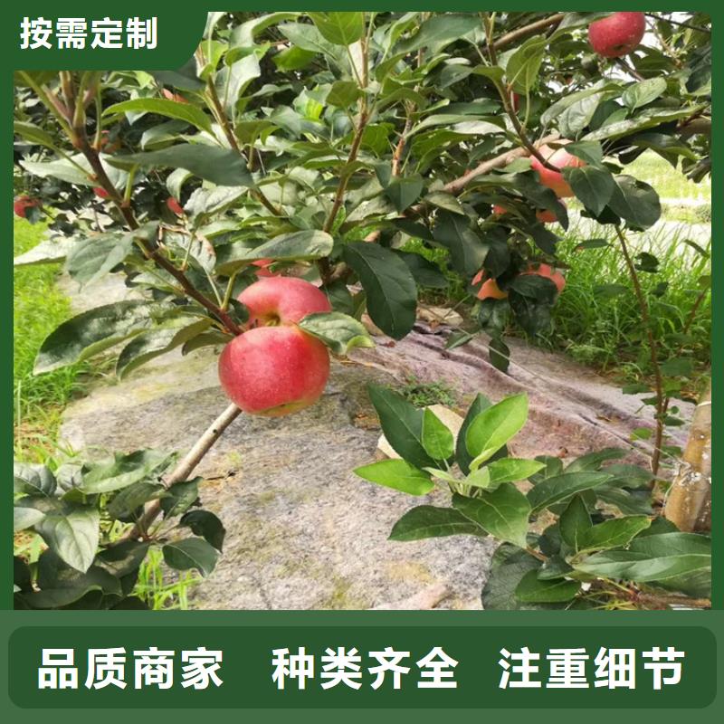 苹果苹果苗质优价廉