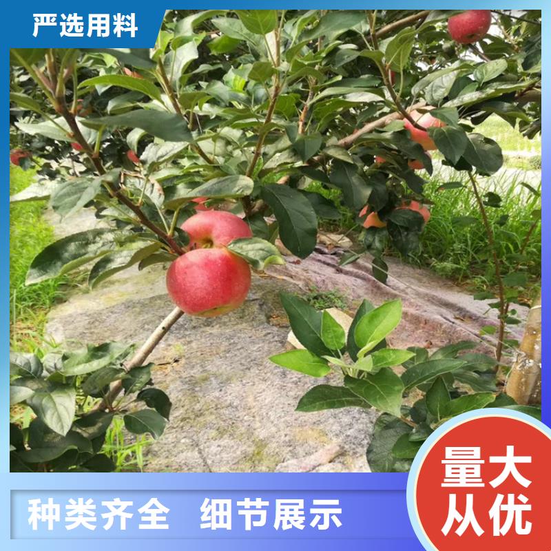 苹果_梨树苗多种工艺