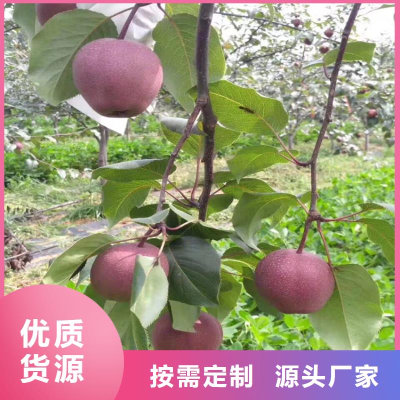 苹果_【苹果苗】工厂采购