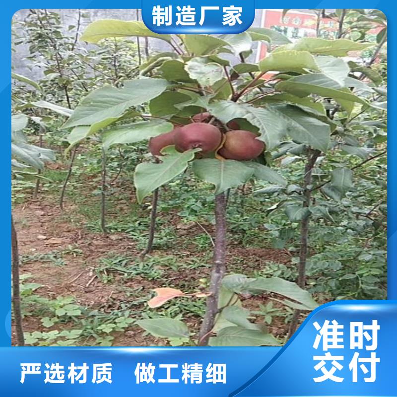 苹果-草莓苗拥有核心技术优势