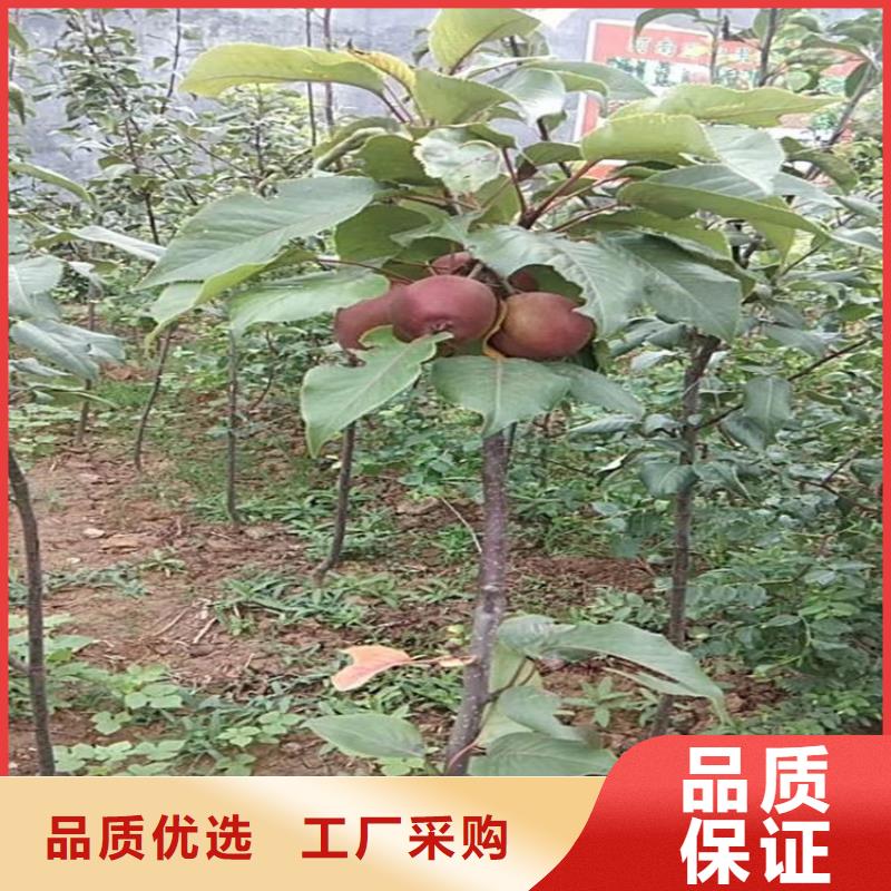 苹果苹果苗多年经验值得信赖