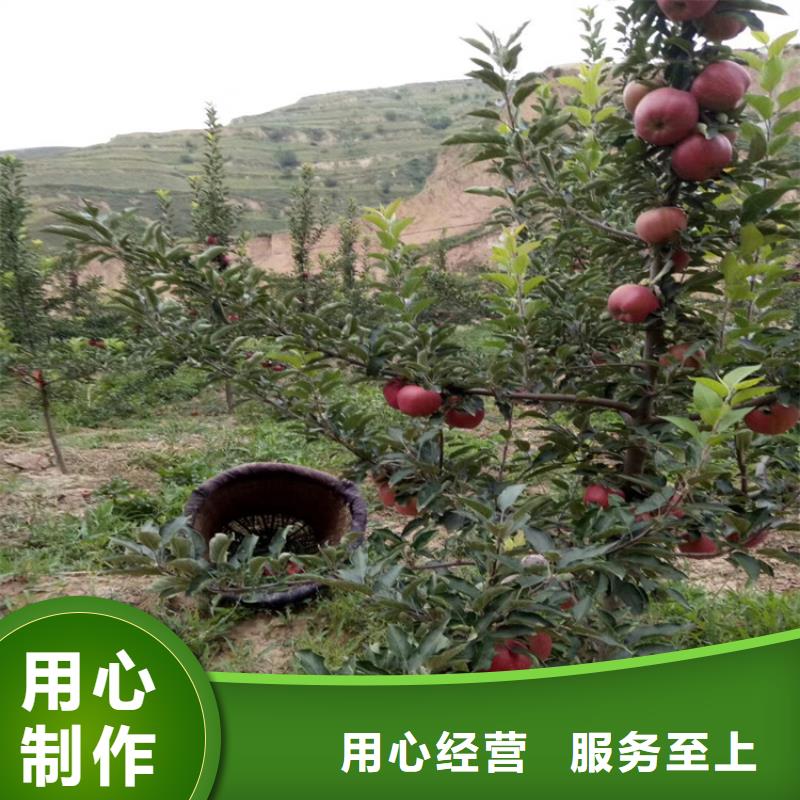 苹果-苹果苗品类齐全