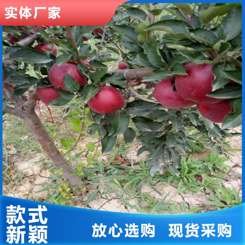 苹果樱桃苗品质卓越