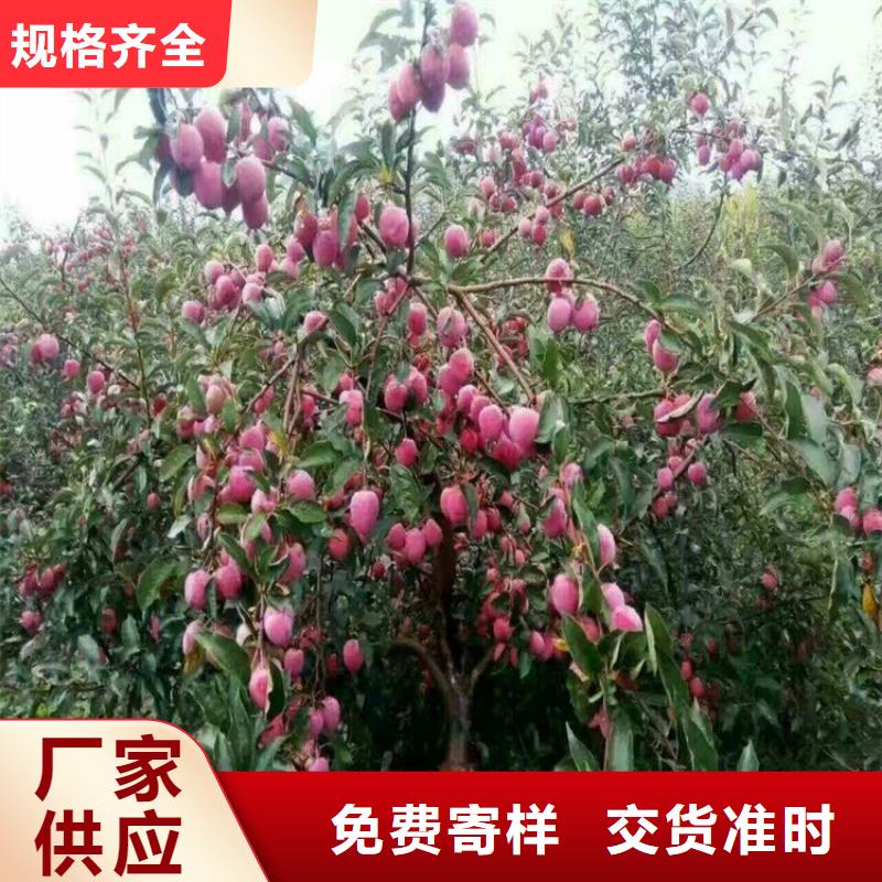 苹果苹果苗多年经验值得信赖